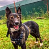 Метис овчарки, в Щербинке