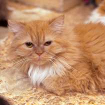 Воздушная и нежная Мальвина желает стать частью семьи, в Москве