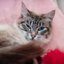Молодая кошечка Барселона в добрые руки, в Москве