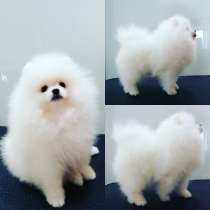 Spitz white pomeranian boy 3 month, в г.Донецк