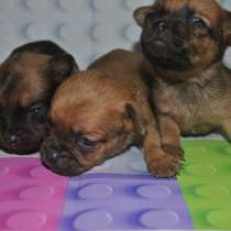 Той-терьера щенки, в Москве