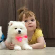 Мишутки Щеночки самоедской лайки, в Котласе