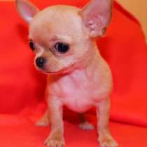 Чихуахуа Новокуйбышев, в Новокуйбышевске