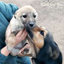 Щенки звонкие звоночки от небольшой собаки, в Улан-Удэ