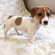 Джек расел Анадырь, в Анадыре