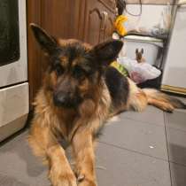 Щенки от мамы-овчарки в дар, в Москве