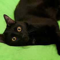 Отдам даром Бруно, ласковый, скромный молодой котик, в Москве