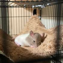 Крысы Дамбо(крысята), в Курске