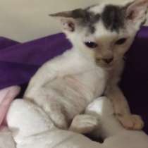 Винни Девон Рекс, в Волгодонске