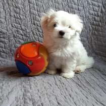Мальтезе Щенки, в Екатеринбурге
