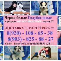 Хаски лучезарные щенята для души, в Чебоксарах