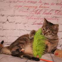 Вита - полосатенькая юная котенок кошечка ищет дом, в г.Москва