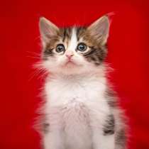 Котята, в Обнинске