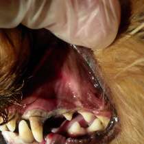 Ультразвуковая чистка зубов собакам мелких пород, в Москве