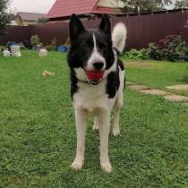 Красавчик Фунтик ищет новый дом после смерти хозяина!, в Москве