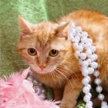 Кошка Ириска – удивительно умная золотая девочка в дар, в Москве