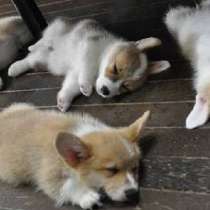 Корги Майкоп, в Майкопе