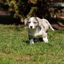 Вельш- корги кардиган, в Москве