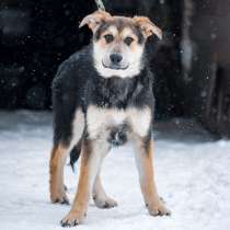 5 мес щенок Канзас метис овчарки ищет дом!, в Москве