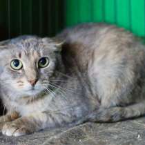 Голубокремка Есения юная кошечка ищет дом, в Москве