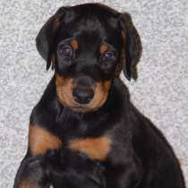 Доберман Сахалин, в Южно-Сахалинске