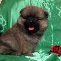 Щеночки Шпица очаровательные, в Костроме