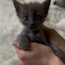 Отдаю котят в добрые руки❤️, в Железноводске