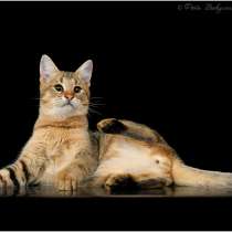 Купить кота Чаузи, в Краснодаре