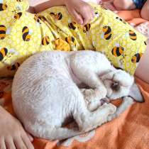 Девон мальчик кастрат, в Омске