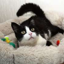 Феличита из магазина ищет дом. Молодая кошечка в добрые руки, в Калуге