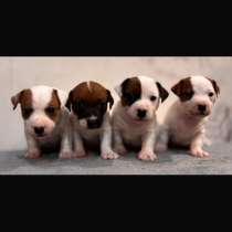 Собака, в Ростове-на-Дону