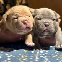 Американский булли, в Москве