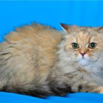 Отдам даром Роскошная перс Сандра &ndash; в дар!, в Москве