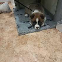 Щенок, в Иркутске