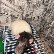 Продам крыску ?, в Орле