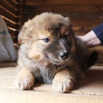 Щенки от лайки в добрые руки, в Москве