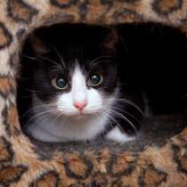 Лира ищет уютный дом, в Москве