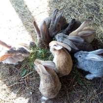 Кролики, в г.Макеевка