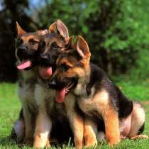 Немецкая овчарка Новокуйбышев, в Новокуйбышевске