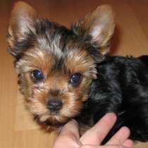 Йоркширский терьер Архангельск, в Архангельске