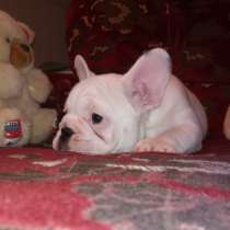 Шикарная леди Премиум (French Bulldog) White, в Смоленске