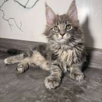 Котята Мейн-Кун, в Москве