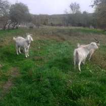 Козы, в Энеме