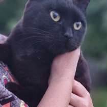 Черный кот Уголёк в дар, в Москве