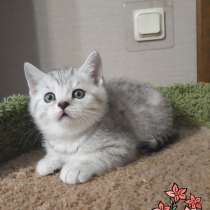 Великолепный британский котенок Санта окрас серебр. шиншилла, в Санкт-Петербурге