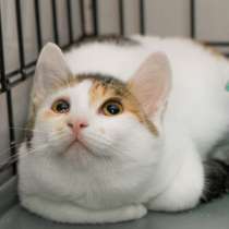 Скромная Зоуи в поисках лучшей семьи, в Москве