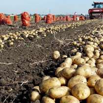 Продаем картофель оптом Краснодарский край, в Краснодаре