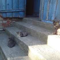 Котята, в Калининграде