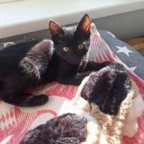 Маленькая чёрная принцесса ищет дом, в г.Саки