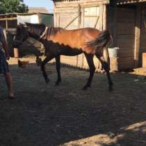 Продам лошадь (кобылку), в Ставрополе